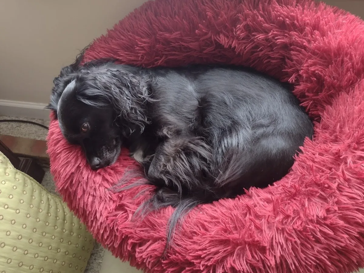 Mobile Animal Surgical Hospital