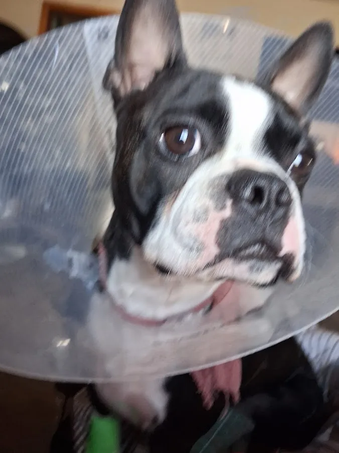 Moore Lane Veterinary Hospital & 24-7 Emergency