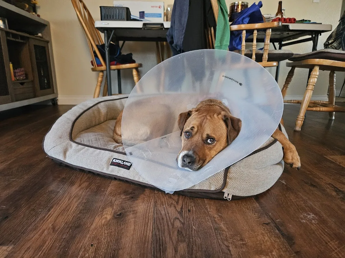 Moore Lane Veterinary Hospital & 24-7 Emergency