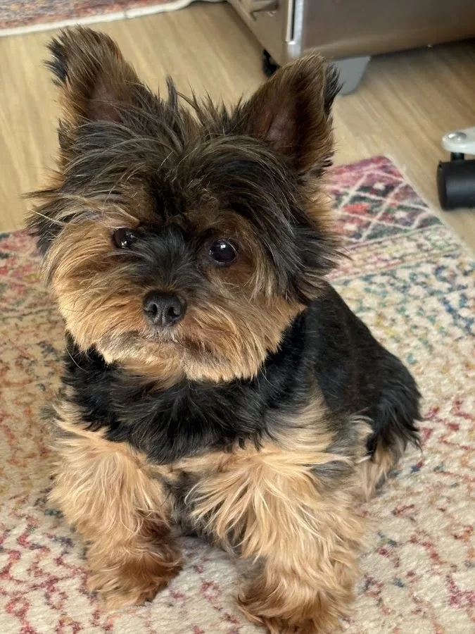 Mosaic Animal Emergency and Specialty Hospital