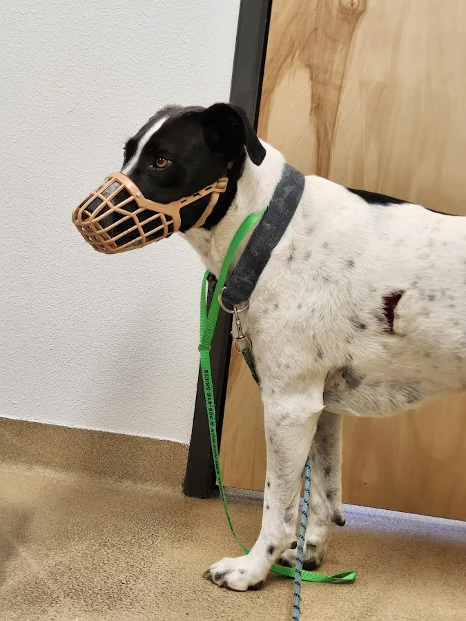 Mosaic Animal Emergency and Specialty Hospital