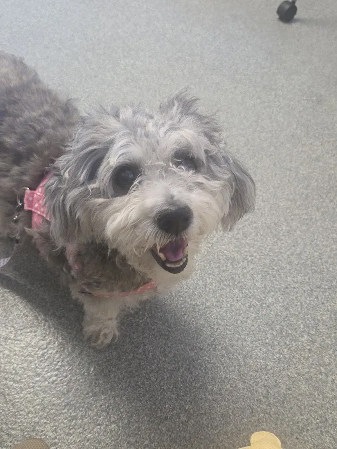 Mount Laurel Animal Hospital