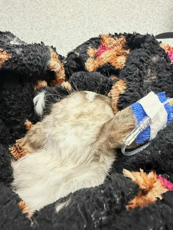 Mountain West Veterinary Specialists