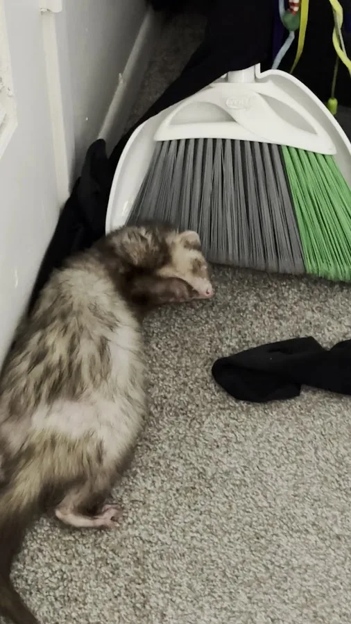 Mountain West Veterinary Specialists