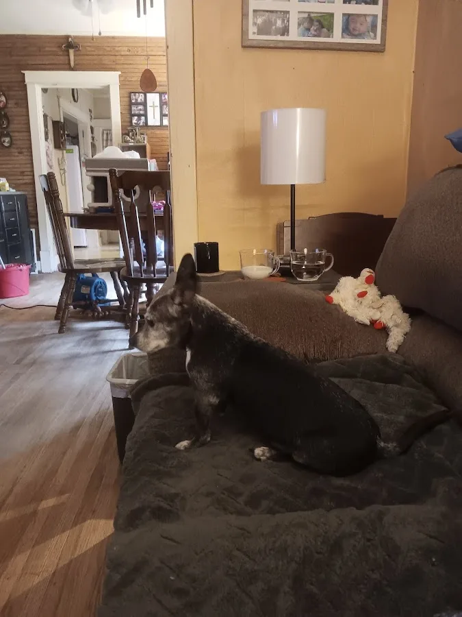 Nashville Veterinary Specialists + Animal Emergency