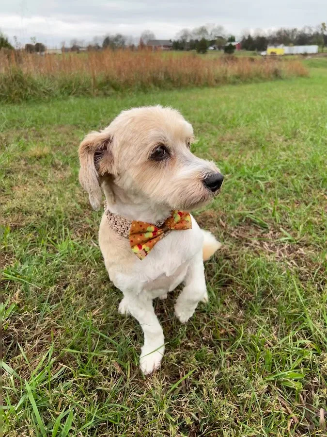 Nashville Veterinary Specialists + Animal Emergency