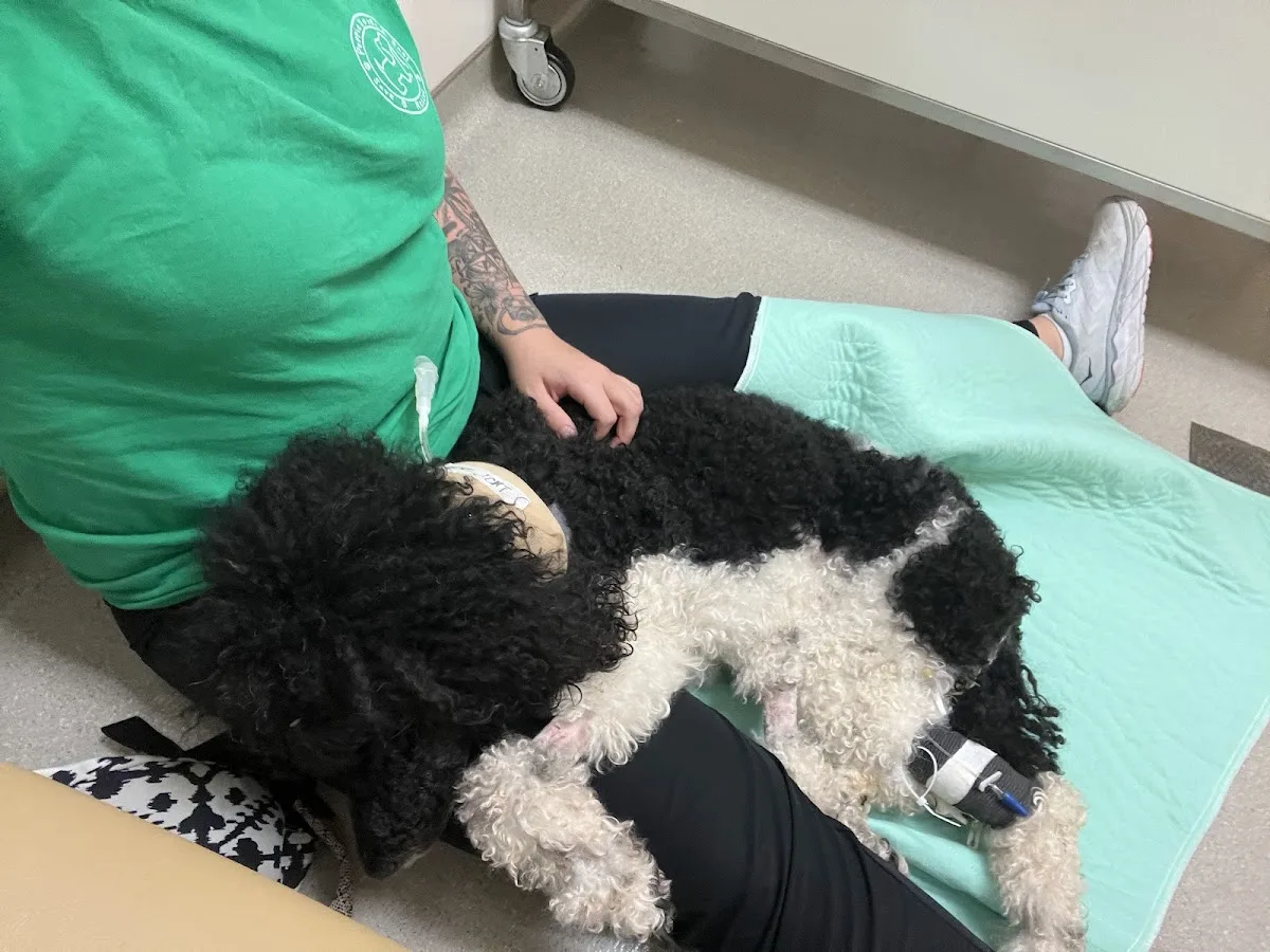 NCSU Emergency Services and Critical Care | Veterinary Hospital