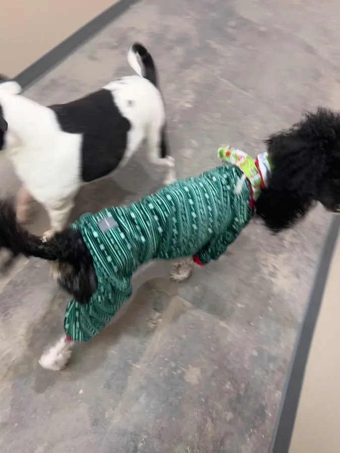 NCSU Emergency Services and Critical Care | Veterinary Hospital