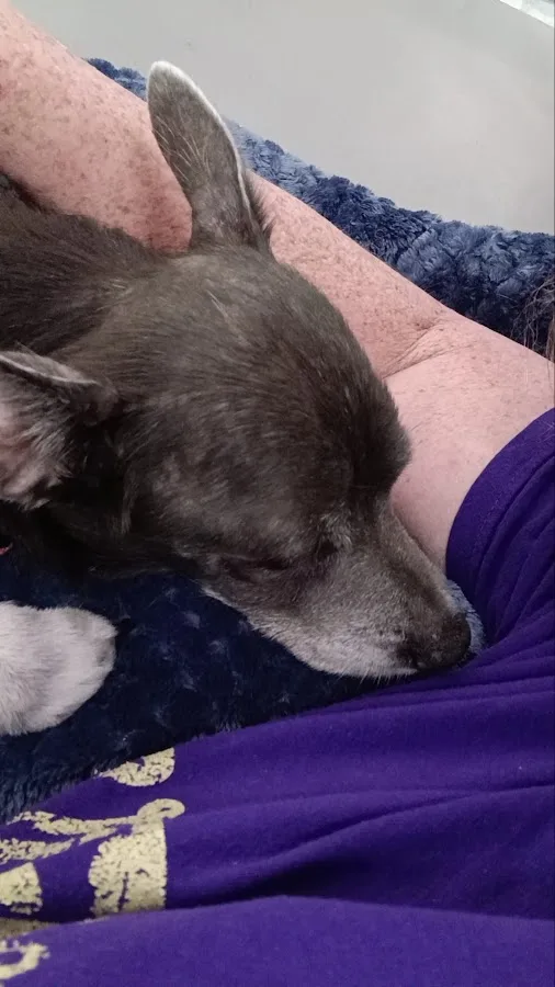 Neel Veterinary Hospital