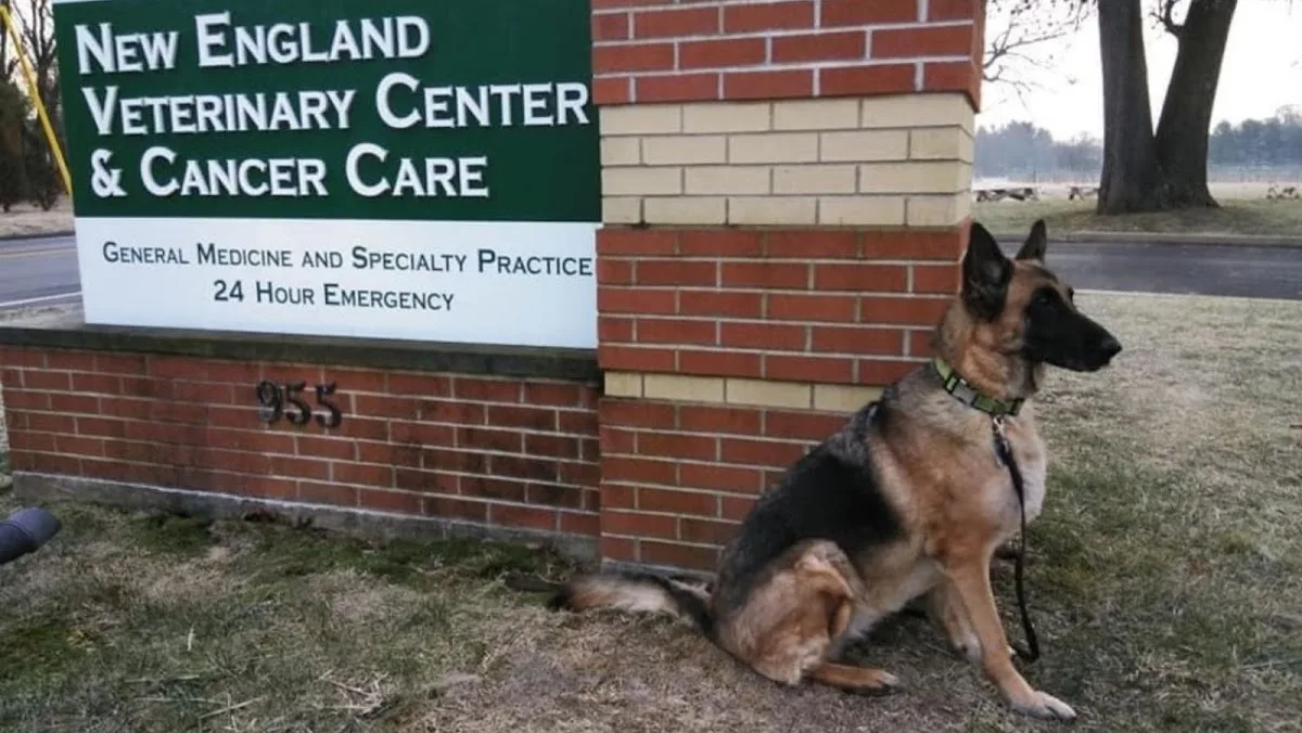 New England Veterinary Center & Cancer Center