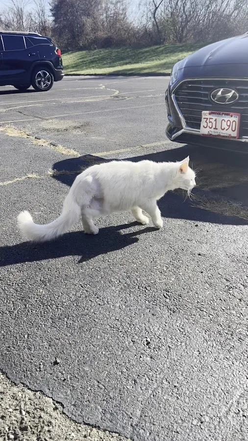 New England Veterinary Center & Cancer Center