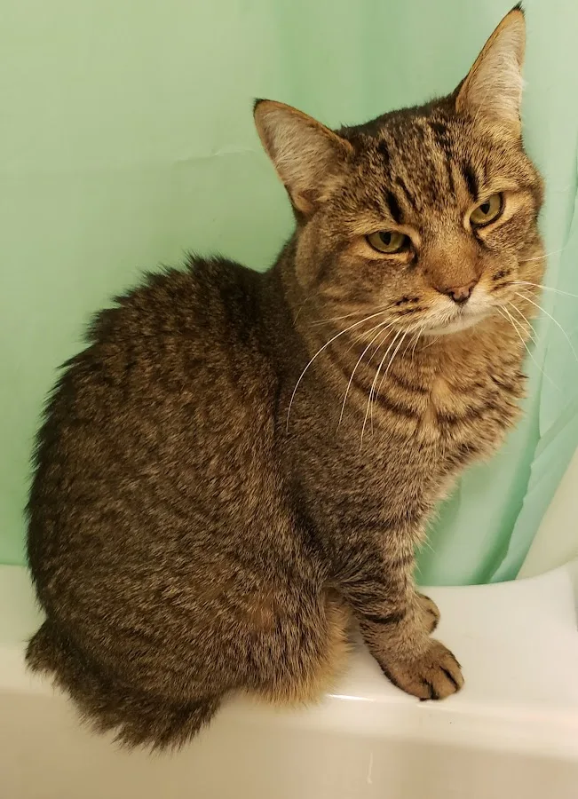 New York State Veterinary Medical Society primary photo