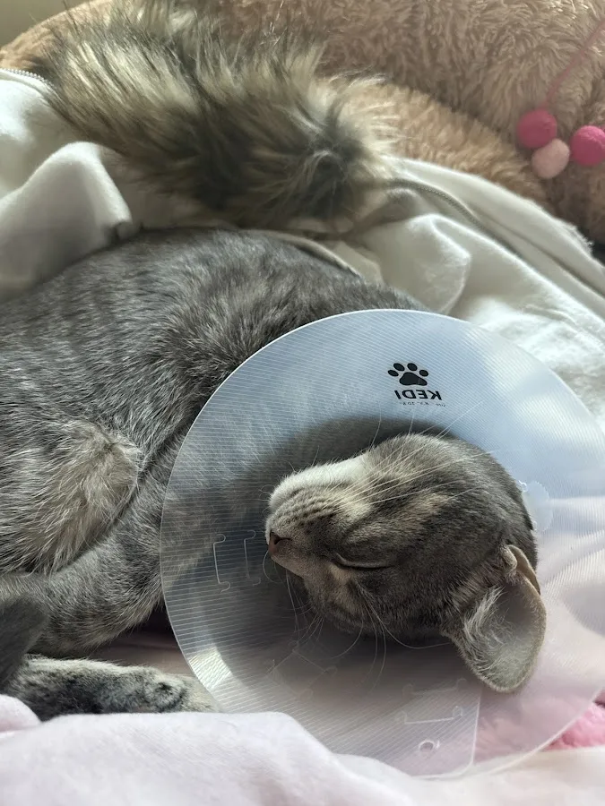 Newark Community Healthy Pet Clinic