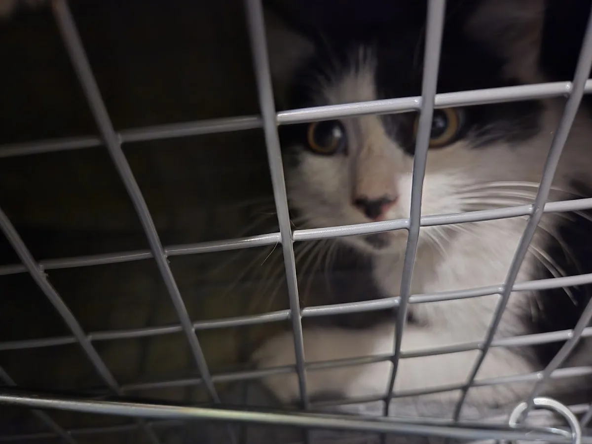 No Nonsense Neutering