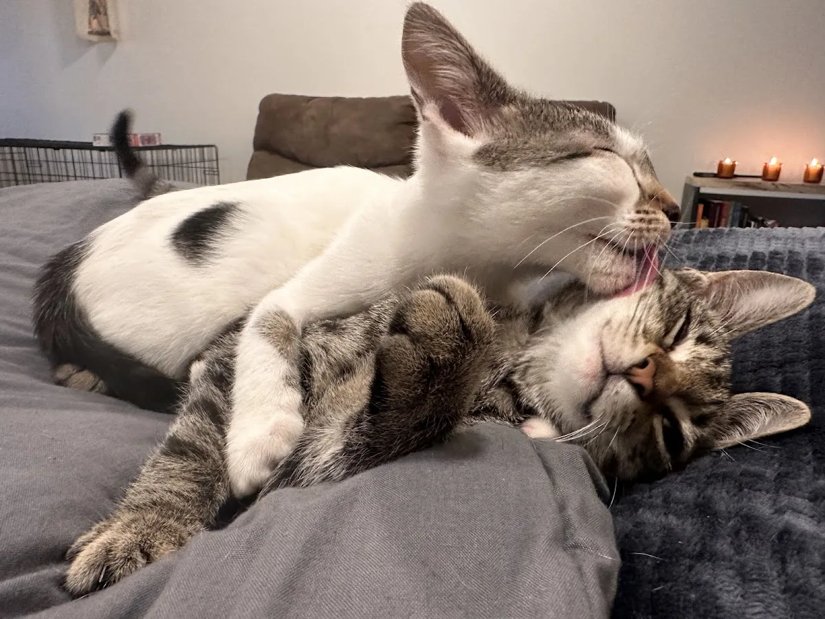 No Nonsense Neutering