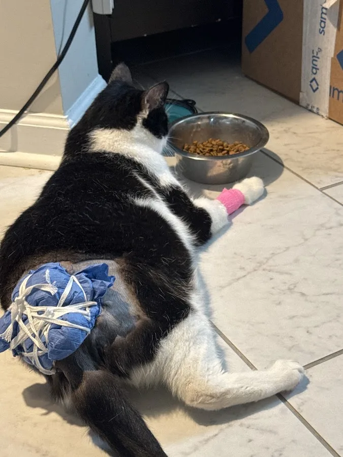 Noah's Animal Hospital & 24 HR Emergency Center