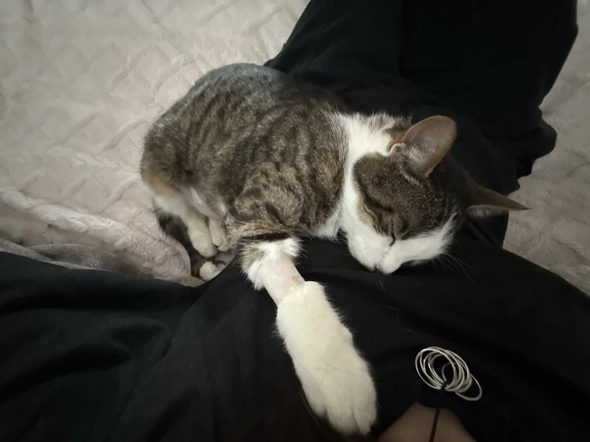 North Dallas Veterinary Emergency & Specialty Hospital