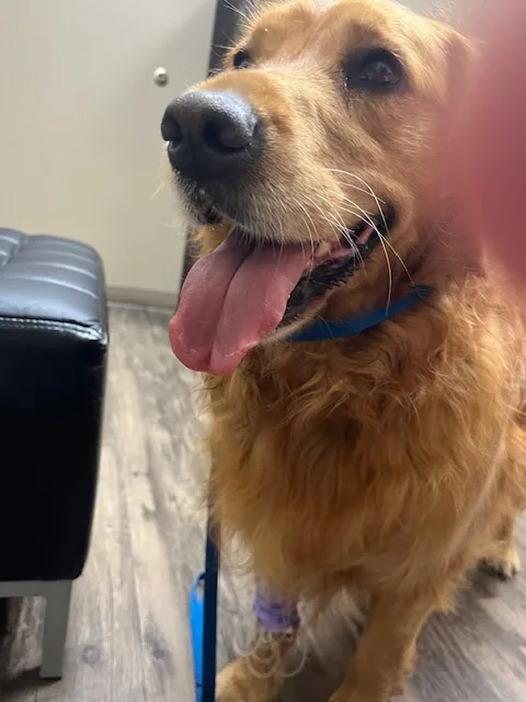 North Peninsula Veterinary Emergency Clinic