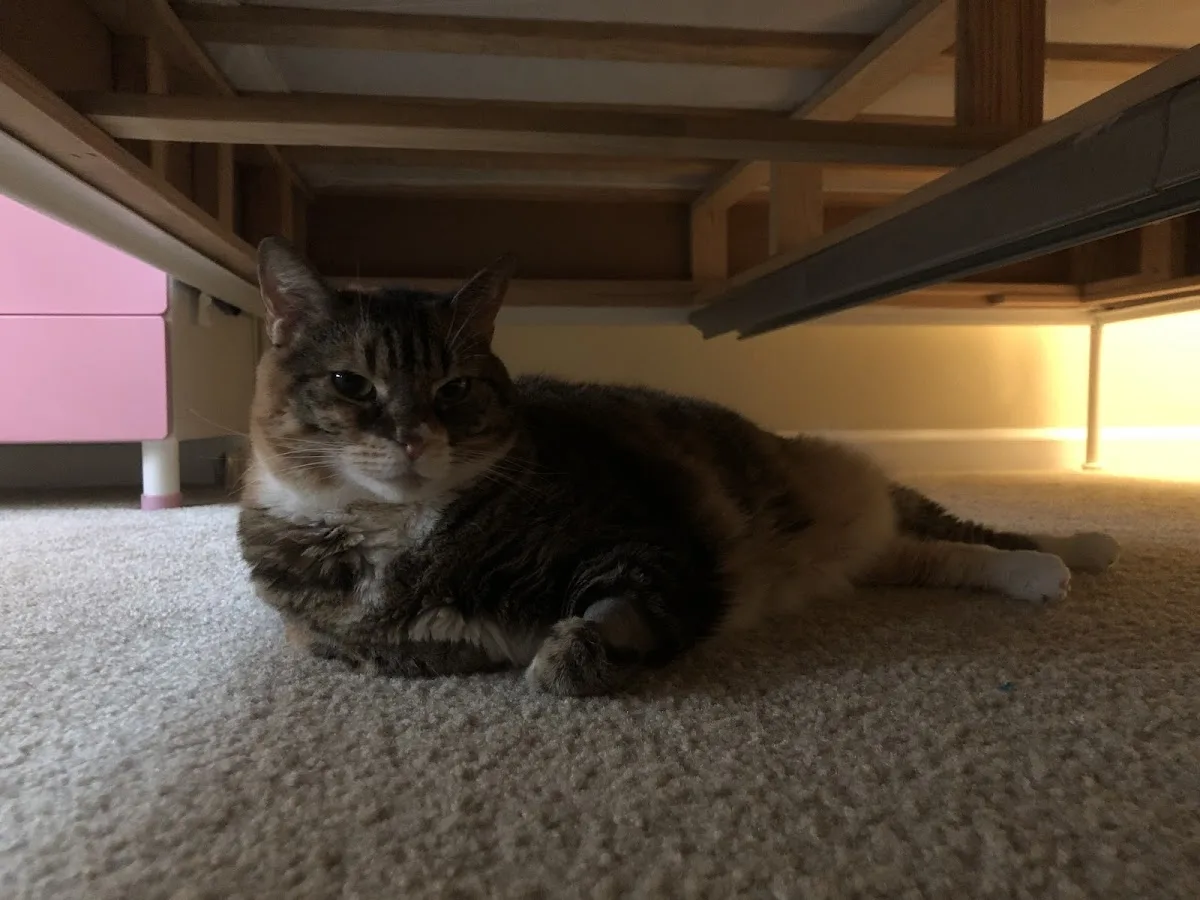 North Peninsula Veterinary Emergency Clinic