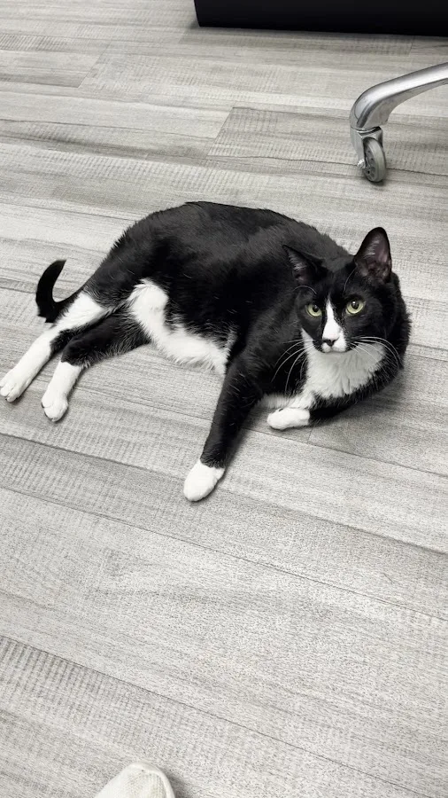 North Springs Veterinary Referral Center