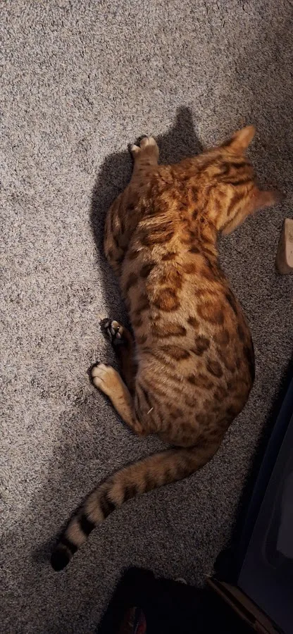 Northside Emergency Pet Clinic