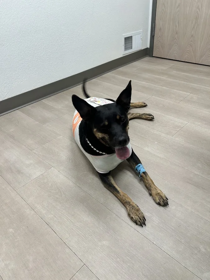 Northside Emergency Pet Clinic