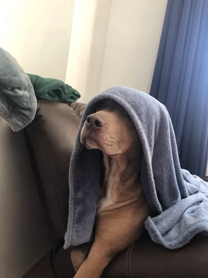 Northway Animal Emergency Clinic