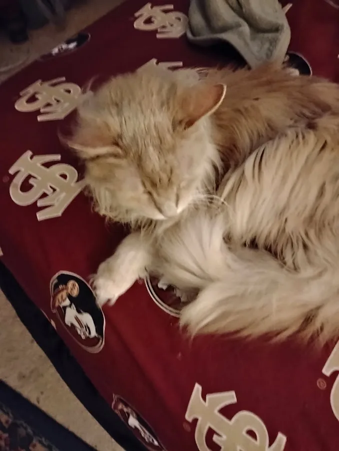 Northwood Animal Hospital