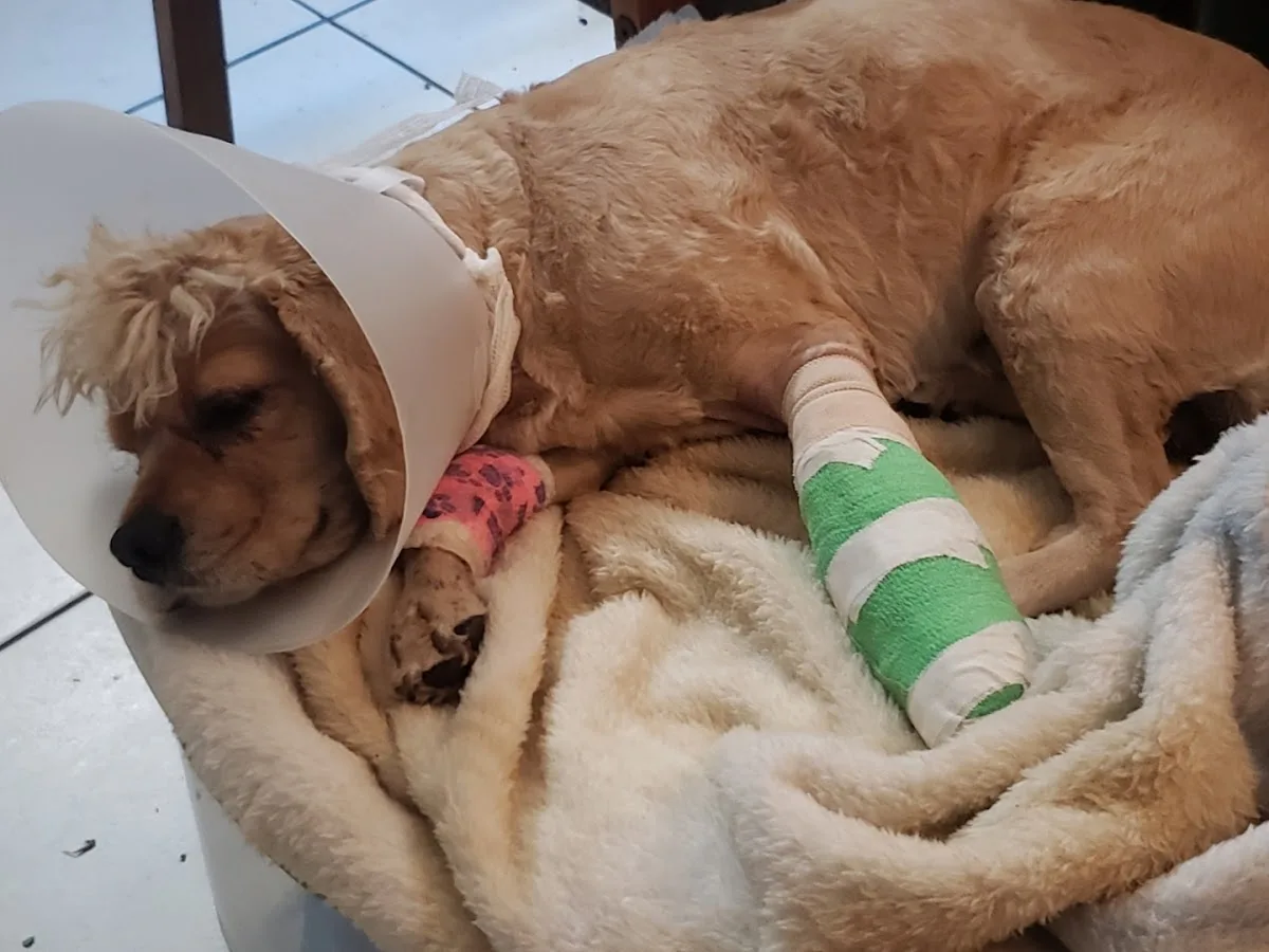 NYC Veterinary Specialists and 24 Hour Animal Emergency - Queens