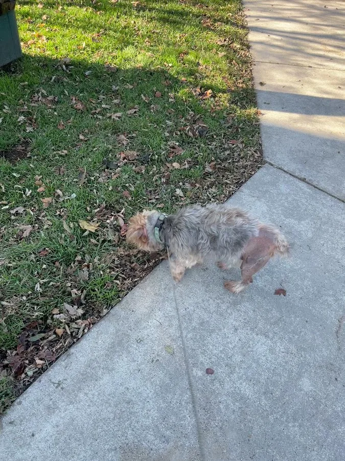 Oakland Veterinary Referral Services