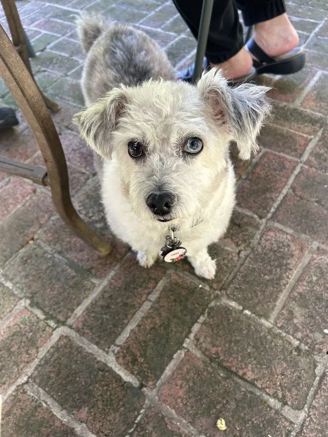 OakVet Animal Specialty Hospital