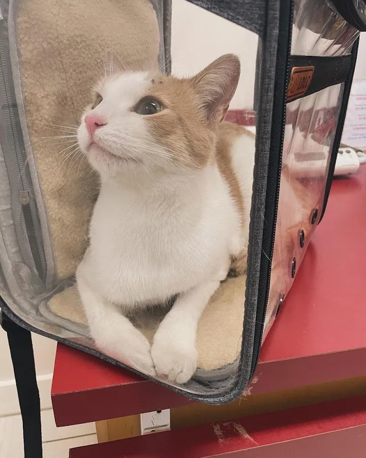 Ocean Avenue Veterinary Hospital