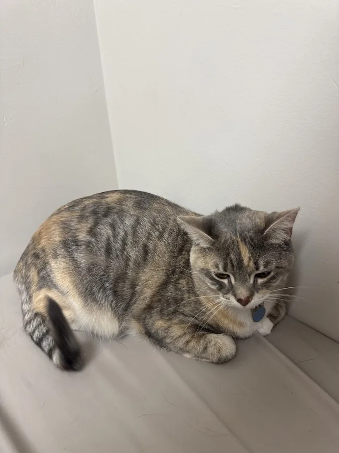 Ocean Avenue Veterinary Hospital