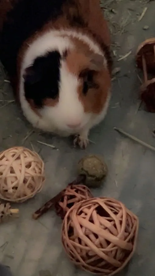 Ocean State Veterinary Specialists