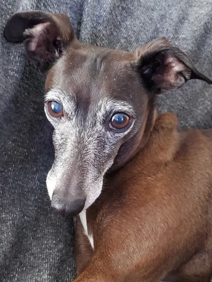 Oklahoma Veterinary Specialists