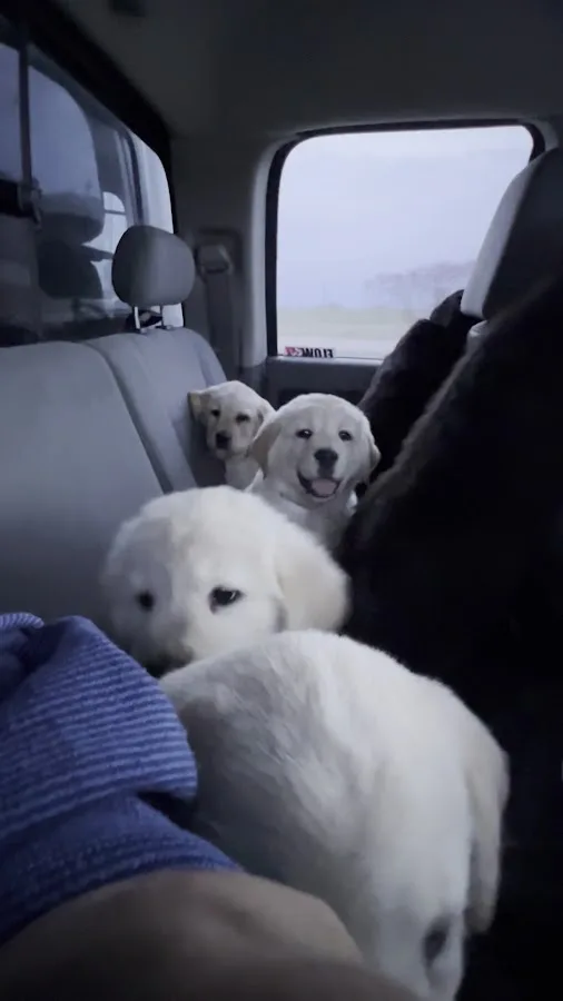 Oklahoma Veterinary Specialists