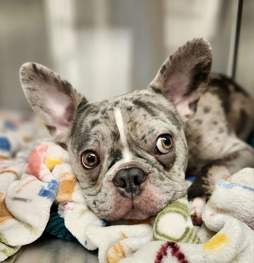 Old Growth Veterinary Emergency & Critical Care