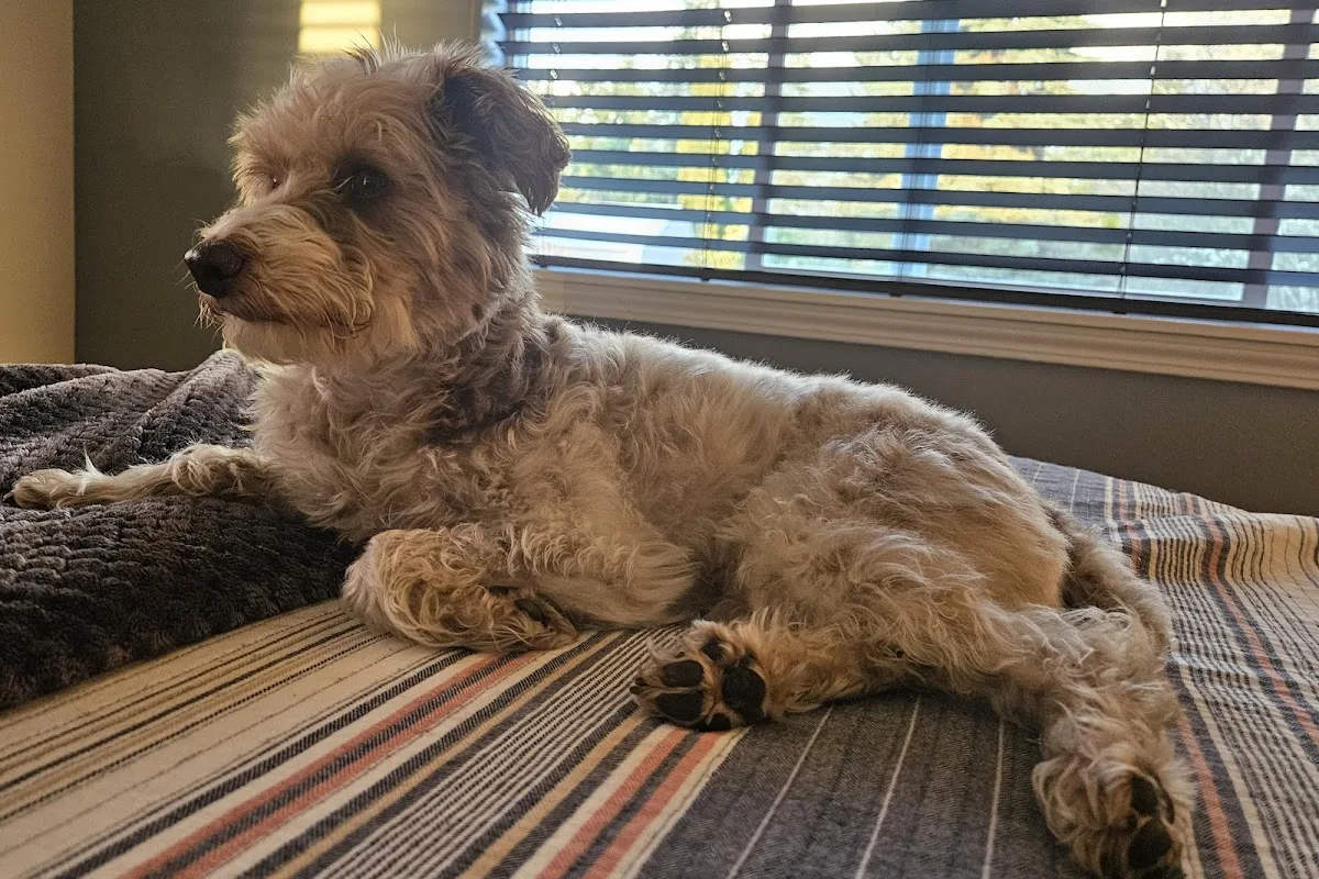 Old Growth Veterinary Emergency & Critical Care