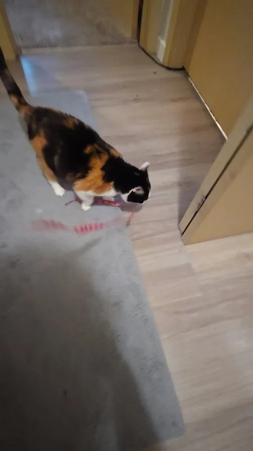 Old Growth Veterinary Emergency & Critical Care