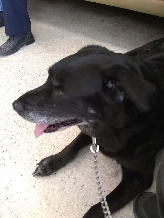 Olive Veterinary Hospital primary photo