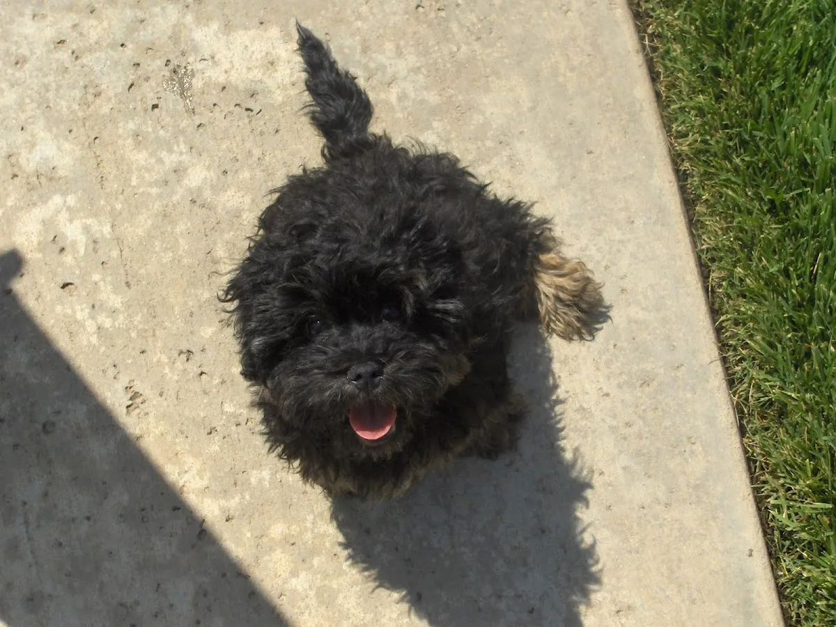 Olive Veterinary Hospital