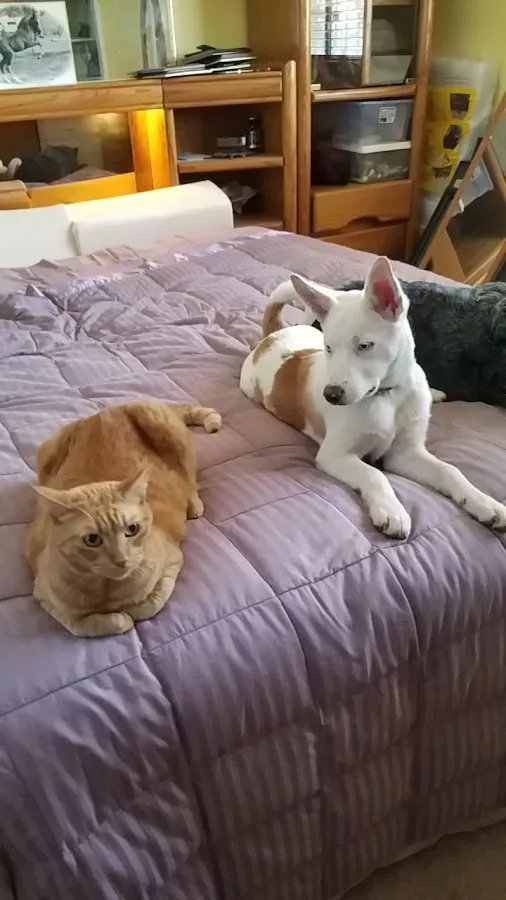 Olive Veterinary Hospital