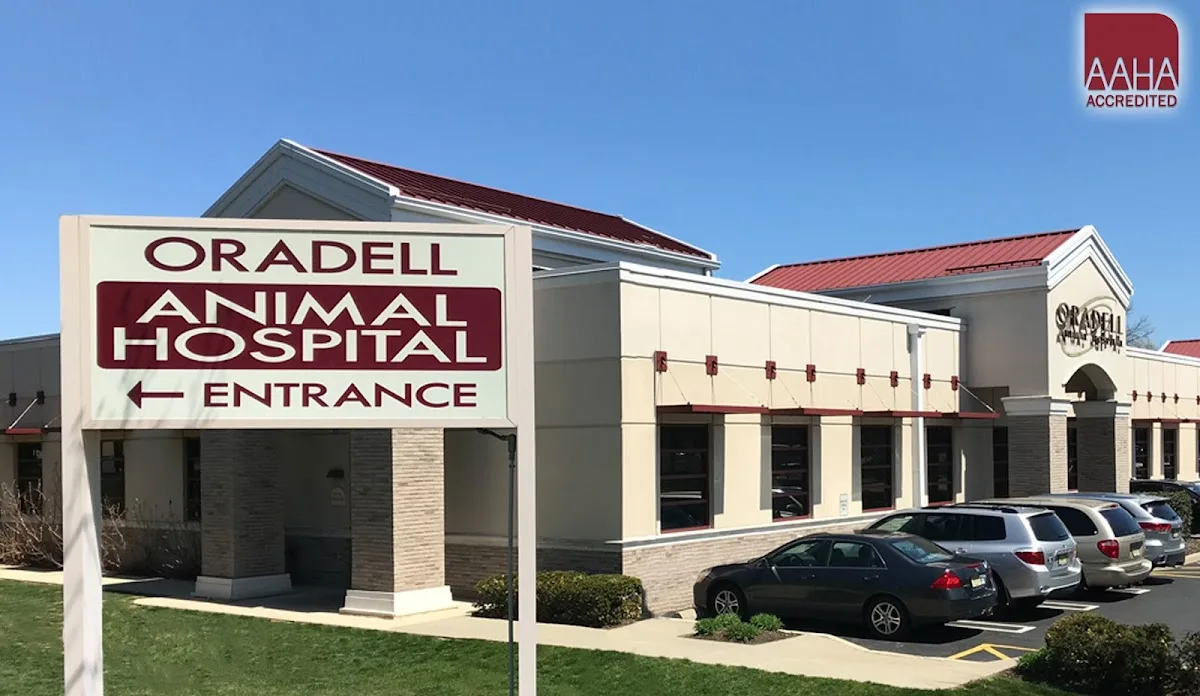 Oradell Animal Hospital - Paramus primary photo