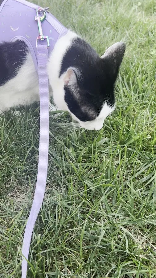 Oradell Animal Hospital - Paramus