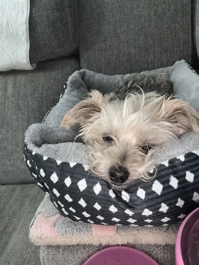 Orange County Emergency Pet Clinic