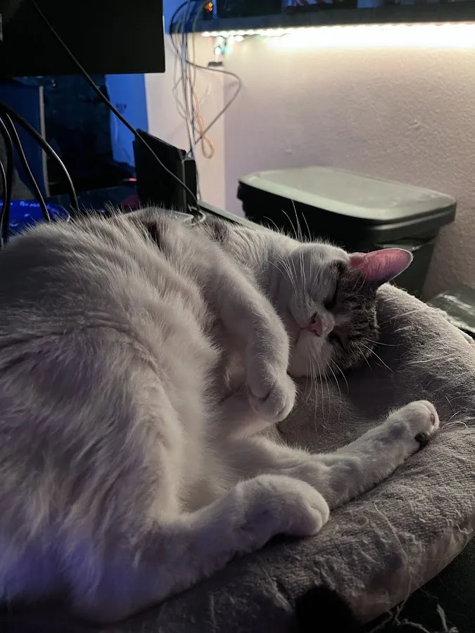 Orange County Emergency Pet Clinic