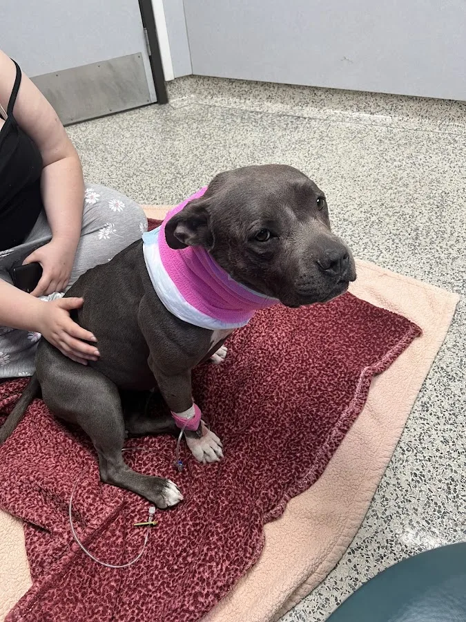 Orange County Emergency Pet Clinic