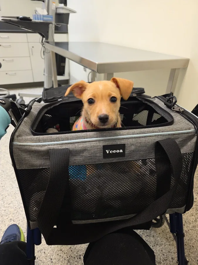 OSU Hummel and Trueman Hospital for Companion Animals