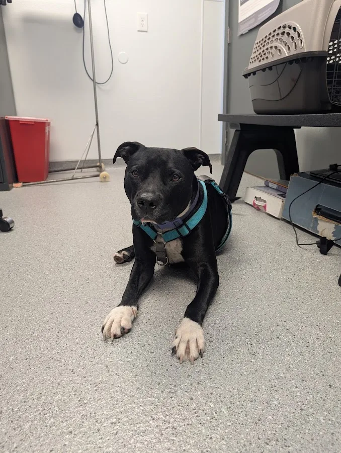 OSU Hummel and Trueman Hospital for Companion Animals