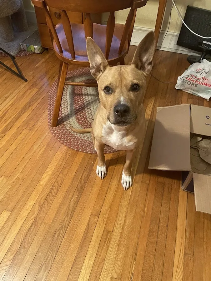 OSU Hummel and Trueman Hospital for Companion Animals